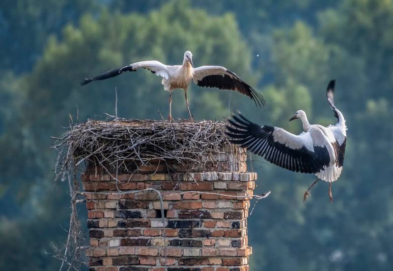 Expert Chimney Animal Removal in Deerfield, IL Professional Chimney Animal Removal Services in Deerfield, Illinois
